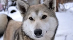Slatki lepršavi ili veliki problem: 10 zanimljivih činjenica o huskyju